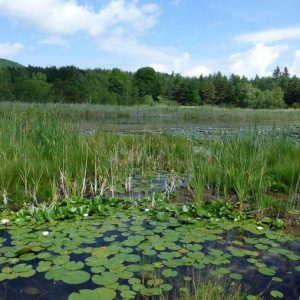 Le lac de Saint-Léger n°4 – Très facile – 4km – 1h45