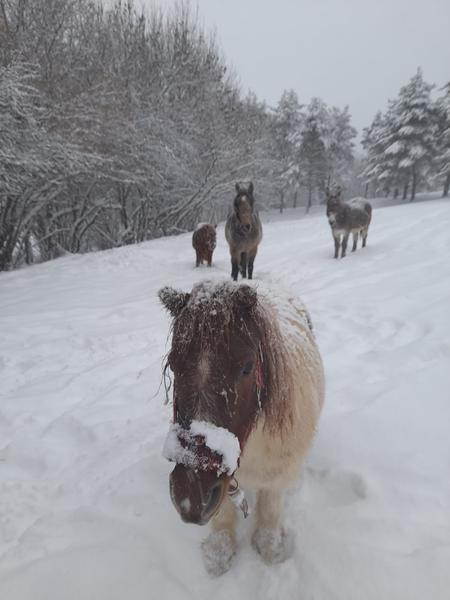 Balade à poney en main à la station de Montclar