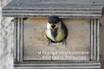 Atelier de fabrication de nichoirs à oiseaux_Seyne